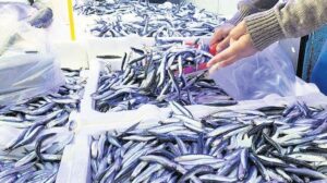 Karadeniz Hamsi Bolluğu ve Fiyat Düşüşünün Şeffaf Analizi
