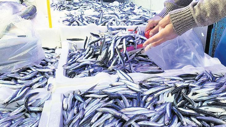 Karadeniz Hamsi Bolluğu ve Fiyat Düşüşünün Şeffaf Analizi