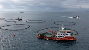 Karadeniz’den Ocak-Eylül Döneminde Su Ürünleri Dış Satımında Rekor Performans ve Yeni Hedef Pazarlar