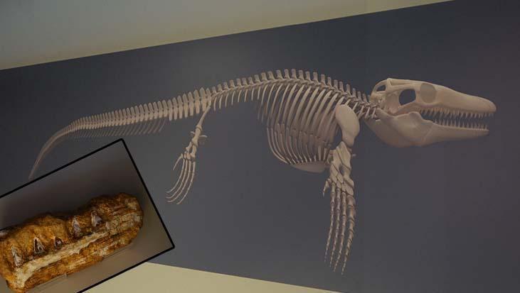 Kastamonu’da Denizlerin Dinosoru: Mosasaurus hoffmanni Fosili Üzerine Bilim Günleri