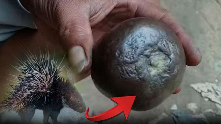 Kirpi Taşı Efsanesi: Besin Zincirindeki Tehlike ve Yanıltıcı Şifa İddiaları