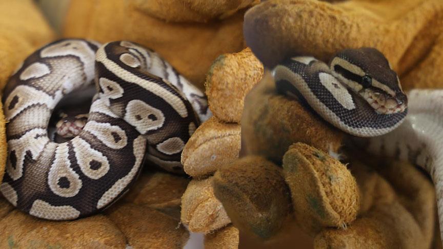 Konya’da Denetimde Yakalanan Yavru Piton Doğa Koruma Gezginine Teslim Edildi