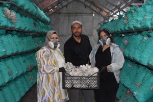 Köyde Mangal İçin Değil, İstiridye Mantarı İçin Büyüten Kadın: Hüsna Sümer’in Köyde Başarısı