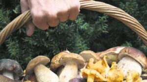 Mantar Zehirlenmeleri ve Önlemler: Yağışlı Dönemlerde Dikkat