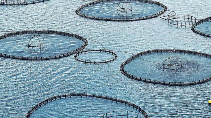 Muğla’da Kültür Balıkçılığı: Üretimden İhracata Uzanan Başarılı Bir Zincir