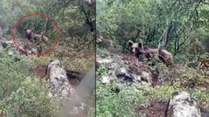 Ormanda Ayı Görüntüsü ve Doğal Yaşam Güvenliği Uyarısı