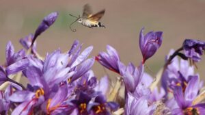 Safran Bitkisi: Kırmızı Altın Olarak Nitelendirilen Değerli Üretim ve Alternatif Yollar