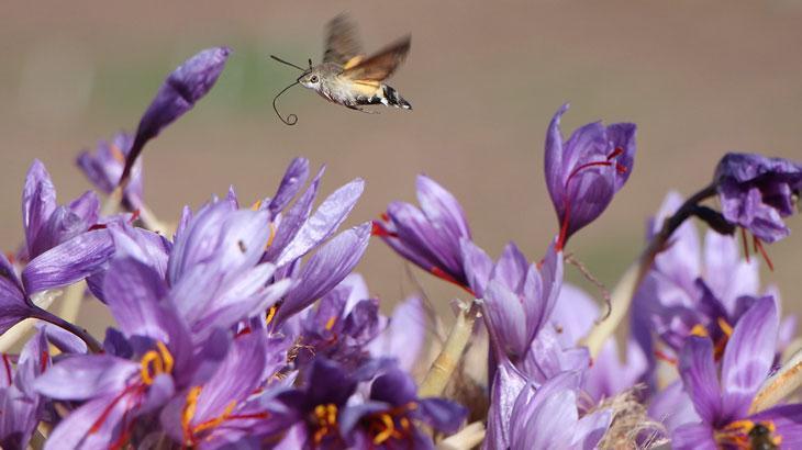 Safran Bitkisi: Kırmızı Altın Olarak Nitelendirilen Değerli Üretim ve Alternatif Yollar