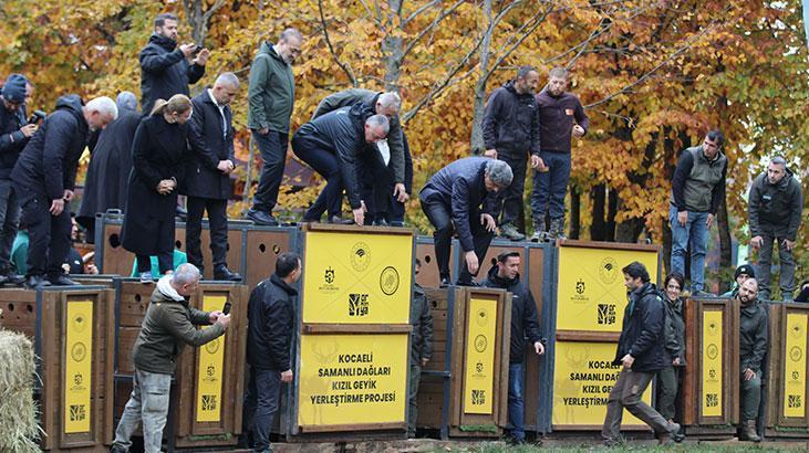Samanlı Dağları’nda Kızıl Geyiklerin Doğaya Salınması: Ekosistem ve Turizme Katkı