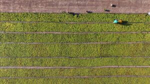 Tarımda Destek Ödemeleri: Çiftçilere Toplam 349 Milyon Lira Yatırım Desteği Aktarıldı