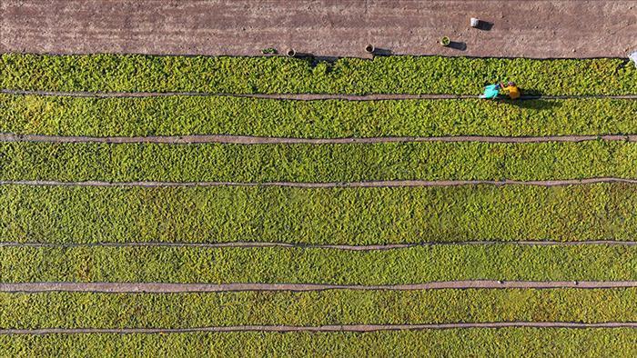 Tarımda Destek Ödemeleri: Çiftçilere Toplam 349 Milyon Lira Yatırım Desteği Aktarıldı