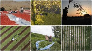 Tarımsal Sayım Verilerinin Derlenmesi ve Uygulanan Tedbirler 2024