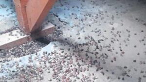 Trabzon’da Kahverengi Kokarca Iskelesi: Eve ve Binalara Sızan Istila için Yetkililer Adım Adım Mücadele Favorisi