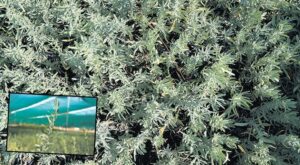 Tu z Çalısı ile Tarımsal Verimlilik ve Erozyonla Mücadelede Yeni Bir Strateji