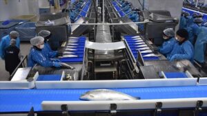 Turkish Salmon Exports Rise: 9-Month Overview from DKİB Data