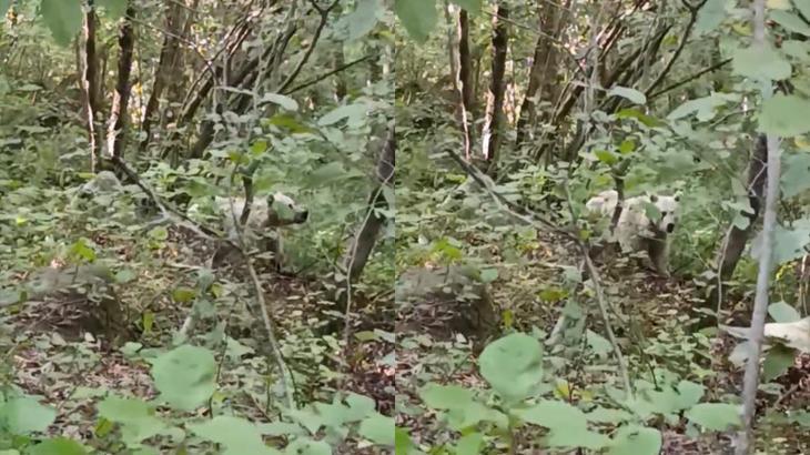 Türkiye’de Açık Kahverengi Tonlarda Ayılar ve Beyaz Görünümün Gerçekleri