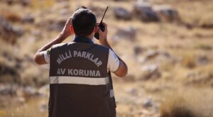 Van’da Kurt Olayı: Yetkili Birimler Kurdu Kurtarılmasını Sağladı ve Ceza Süreci Başlatıldı