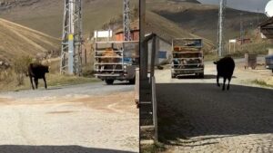 Yayla Dostluğunun Son Yolculuğu: İki İneğin Ayrılık Anı Kameraya Yansıdı