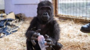 Zeytin Olayında Yeni Bilimsel Bulgular ve Yetkili Kararlar