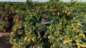 Adana Mandalina Hasadında Dondan Zarar ve Piyasa Dalgası: Raf Ömrü Düşen Ürünler ve İç Piyasa Daralması