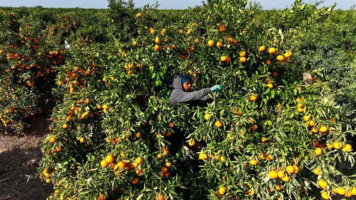 Adana Mandalina Hasadında Dondan Zarar ve Piyasa Dalgası: Raf Ömrü Düşen Ürünler ve İç Piyasa Daralması