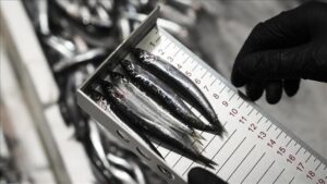 Ankara’da Su Ürünleri Denetimlerinde Yıl İçindeki Önemli Rakamlara Bakış