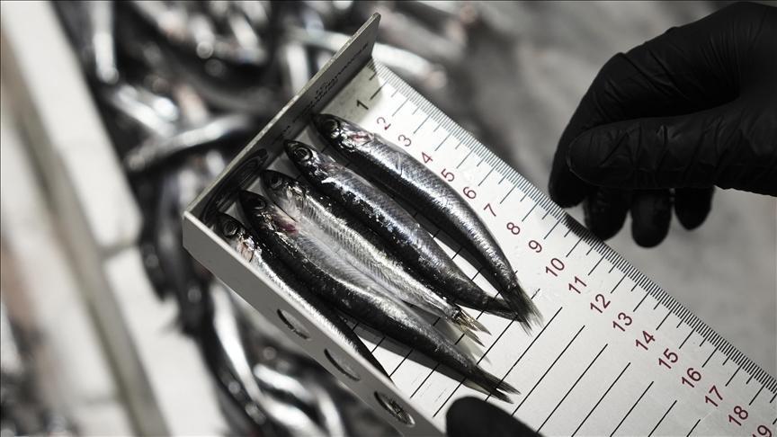 Ankara’da Su Ürünleri Denetimlerinde Yıl İçindeki Önemli Rakamlara Bakış