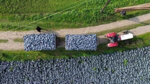 Bafra Ovası Kırmızı Lahana Üretiminde Verim ve Fiyat Dengesini Masaya Yatırıyor