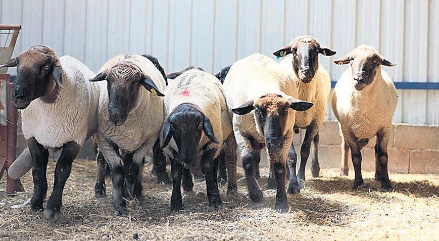 Balıkesir Kuzusu Üzerine Tartışmalar: Aracılık, Maliyet ve Coğrafi İşaret