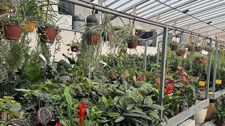 Balkon Bahçeciliği Trendine Yükselen Talep: Süs Bitkileri ve E-Ticaretin Artan Çalışan İhtiyacı