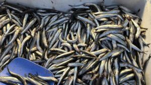 Batı Karadeniz’de Hamsi Fırtınası: Palamut’un Göçü ve Tezgahta Hamsi Bolluğu