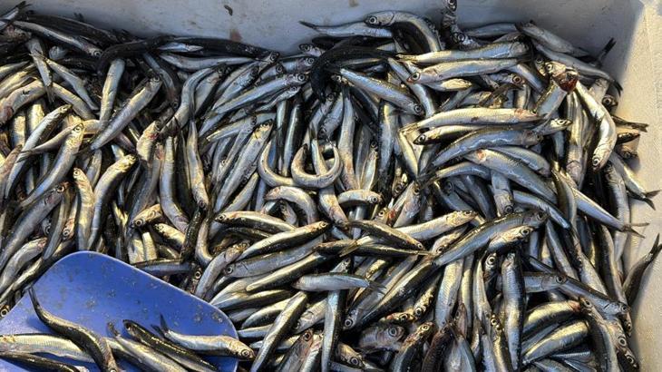 Batı Karadeniz’de Hamsi Fırtınası: Palamut’un Göçü ve Tezgahta Hamsi Bolluğu