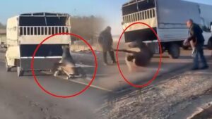 Batman’ta Kamyonetin Arkasına Bağlı Atın Sürüklenmesi: Yetkili Bildirimi ve Adli İşlemler