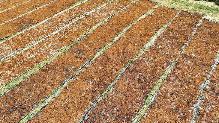 COP31 Türkiye’de: Tarım ve Dijital Dönüşüm İçin Yeni Fırsatlar ve Zorluklar