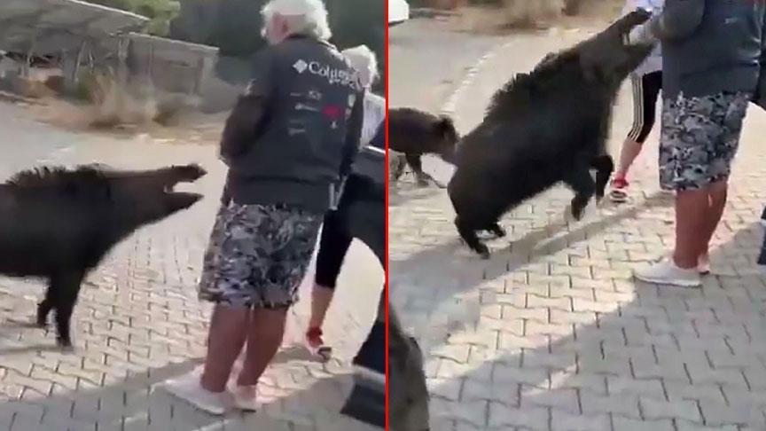 Dilek Yarımadası’nda Elle Beslenen Yaban Domuzları: Ziyaretçiler ve Hukukî Uyarılar