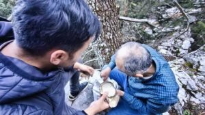 Doğayla İç İçe Mantarcı Yolculuk: Ladin Ağaçlarında Bulunan İstiridye Mantarı Hikayesi