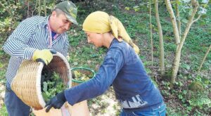 Dünya Fındık Piyasasında Ferrero ve Türkiye Fotogramı: Fiyatlar, Algılar ve Gelecek Projeksiyonları