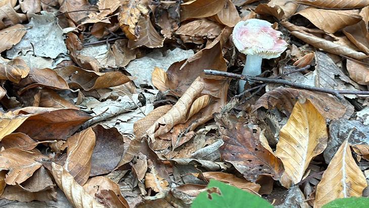 Düzce’de Mantarlara Dikkat: Bilinçli Toplama ve Sağlık Riskleri