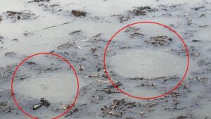 Efteni Gölü’nde Fokurtu: Sapanca Olayının Ardından Gelen Yeni Görüntü