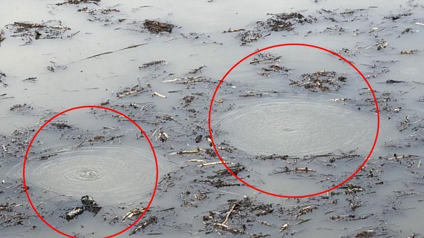 Efteni Gölü’nde Fokurtu: Sapanca Olayının Ardından Gelen Yeni Görüntü