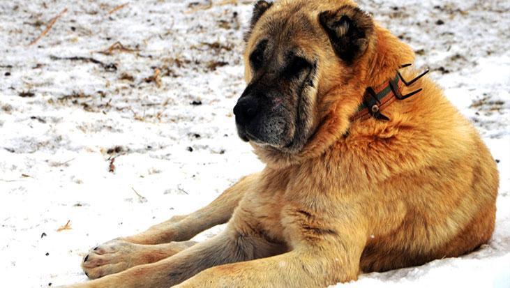 Erzurumdan Ameri̇ka’ya Köpek Gönderimi: Diplomatik Bir Belgenin İç Yüzü
