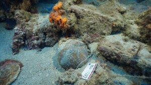 Genişleyen Deniz Dalışı: Akdeniz Sualtı Arkeolojisi 421 Gemi Batığıyla Büyüyor