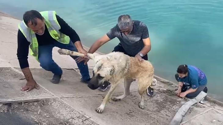 Güneydoğu Yolculuğu Sırasında Kanal Faciası: Aile ve Köpeği Zorlu Kurtarma Anı