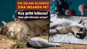 H5N1 Virüsünün Yeni Boyutları: Göçmen Kuşlardan Dağ Aslanlarına Uzanan Tehdit