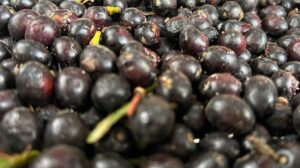 Hatay’ın Doğal Defne Yağı: Geleneksel Üretim ve Bölgesel Değer