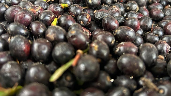 Hatay’ın Doğal Defne Yağı: Geleneksel Üretim ve Bölgesel Değer