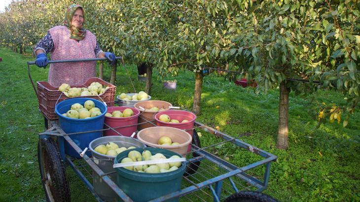 Havsa’da Meyvecilikte Dönüşüm: Gençler ve Devlet Desteğiyle Artan Verim ve Gelir