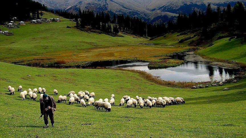 Hayvancılık Desteklemelerinde Değişiklikler: Üretim ve Denetim İçin Yeni Uygulamalar (Tebliğ 2025)