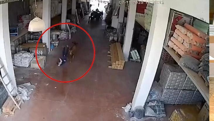 Ilgaz’da Depodaki İnek Olayı: Güvenlik Kamerasında Viral Anlar