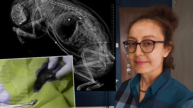 İpsala Köprü Mahallesi’nde Kedilere Yönelik Olayların Ardındaki Şüpheli ve Hukuki Gelişmeler